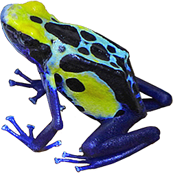 Robertus Dart Frog